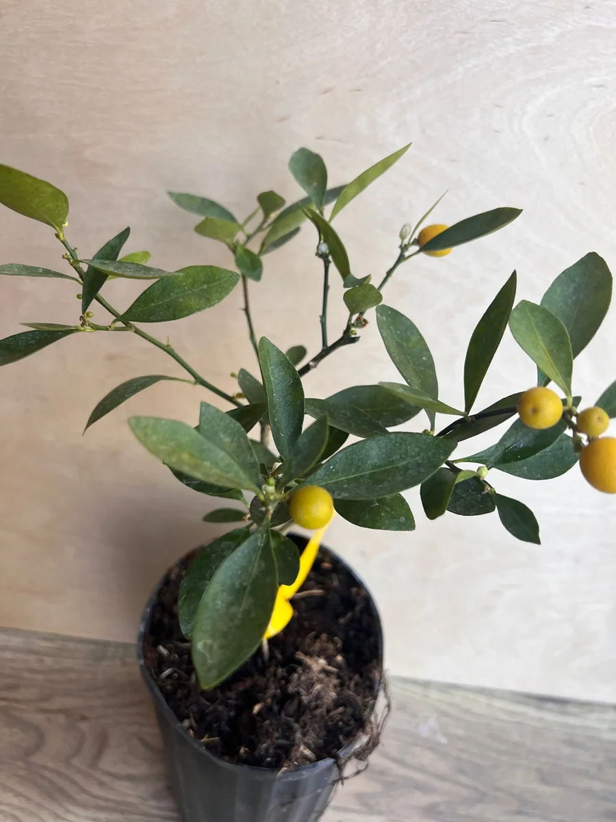Kumquat Live Plant - Meiwa & Nagami Hybrid, 1/2 Gallon Pot, Year-Round Fruit - Image 8