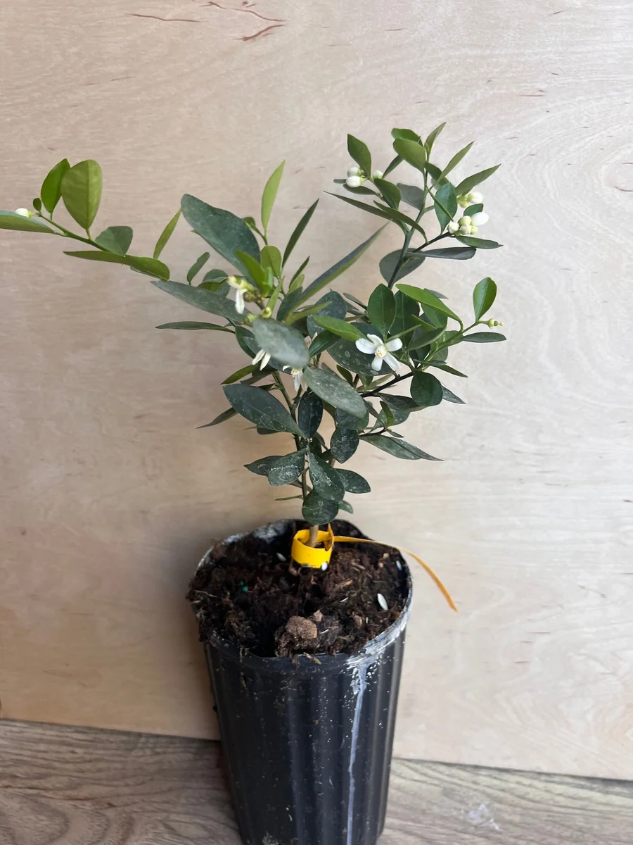 Kumquat Live Plant - Meiwa & Nagami Hybrid, 1/2 Gallon Pot, Year-Round Fruit - Image 9