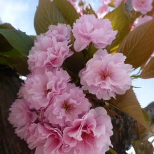Kwanzan Cherry Flowering Tree Bare-root - Stunning Pink Spring Blooms - Image 1