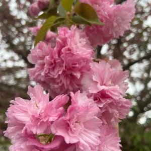 Kwanzan Cherry Tree Live Plant – 2.5'' Pot – 6-14