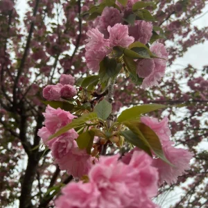 Kwanzan Cherry Tree Live Plant – 2.5'' Pot – 6-14" Tall – Outdoor Ornamental - Image 1