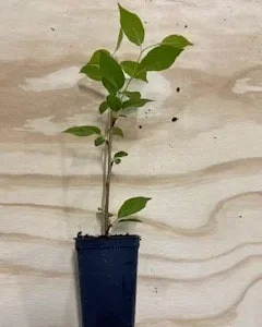 Kwanzan Cherry Tree Live Plant – 2.5'' Pot – 6-14