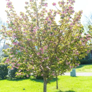 Kwanzan Cherry Tree Live Plant – 2.5'' Pot – 6-14