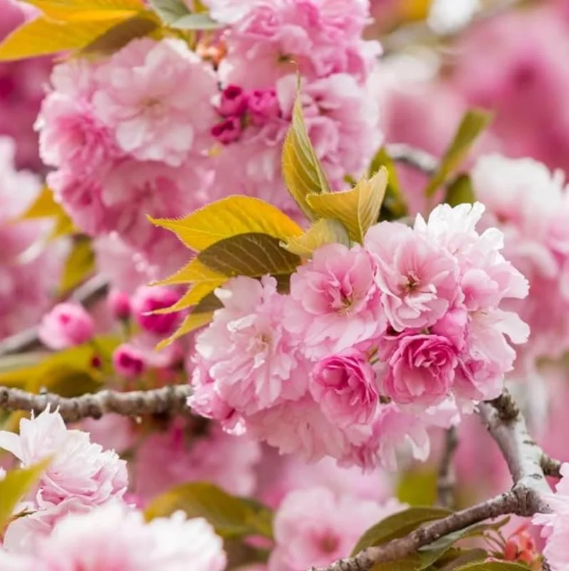 Kwanzan Cherry Tree Live Plant – Double Pink Blooms, 2.5" Pot, 6-12" Tall, Outdoor Ornamental - Image 5