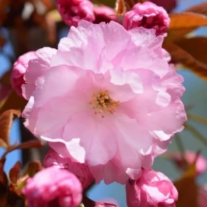Kwanzan Cherry Tree Live Plant – Double Pink Blooms, 2.5