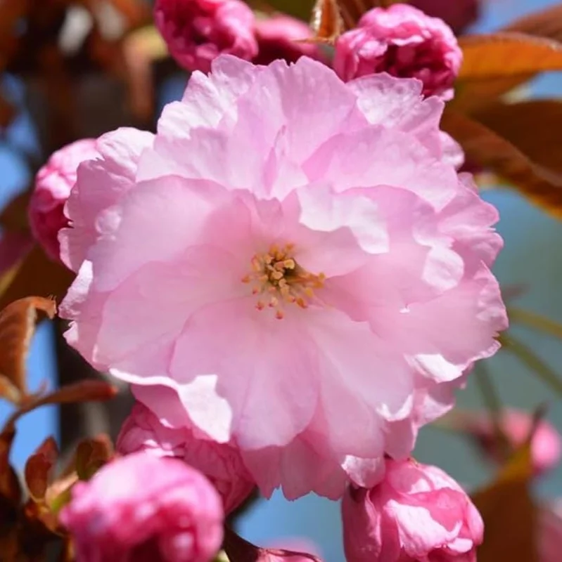 Kwanzan Cherry Tree Live Plant – Double Pink Blooms, 2.5" Pot, 6-12" Tall, Outdoor Ornamental - Image 6