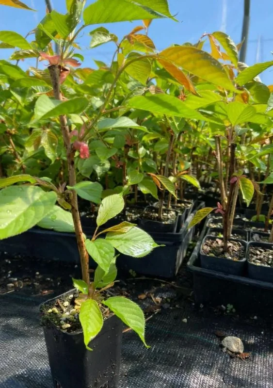 Kwanzan Cherry Tree Live Plant – Double Pink Blooms, 2.5" Pot, 6-12" Tall, Outdoor Ornamental - Image 7