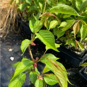 Kwanzan Cherry Tree Live Plant – Double Pink Blooms, 2.5