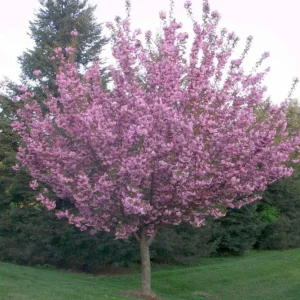Kwanzan Cherry Tree Live Plant – Double Pink Blooms, 2.5