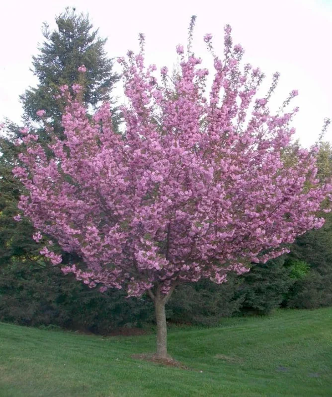 Kwanzan Cherry Tree Live Plant – Double Pink Blooms, 2.5" Pot, 6-12" Tall, Outdoor Ornamental - Image 9