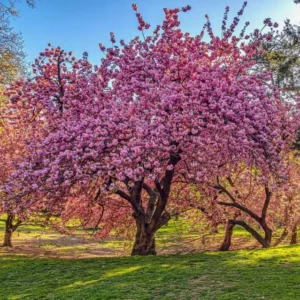 Kwanzan Flowering Cherry Live Plant - 8-14