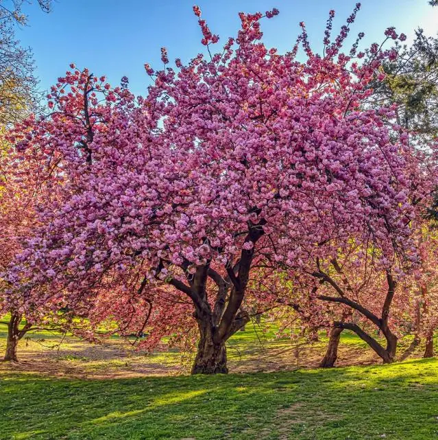 Kwanzan Flowering Cherry Live Plant - 8-14" Tall, 3" Pot - Light Pink Blooms Tree - Image 2