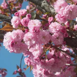 Kwanzan Flowering Cherry Live Plant - 8-14" Tall, 3" Pot - Light Pink Blooms Tree - Image 1