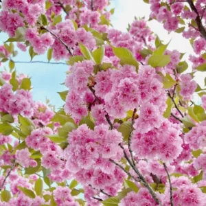 Kwanzan Flowering Cherry Live Plant - 8-14