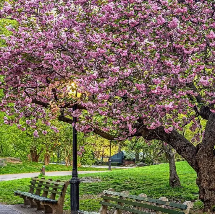 Kwanzan Flowering Cherry Live Plant - 8-14" Tall, 3" Pot - Light Pink Blooms Tree - Image 5
