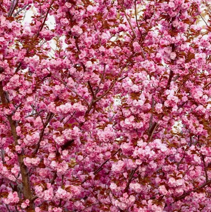 Kwanzan Flowering Cherry Live Plant - 8-14" Tall, 3" Pot - Light Pink Blooms Tree - Image 6