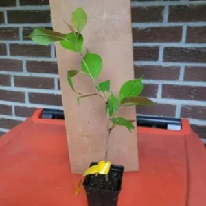 Kwanzan Flowering Cherry Live Plant - 8-14