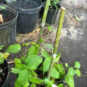 La Giang Sour Creeper Seeds - Edible Climbing Plant Seed Pack - Image 4