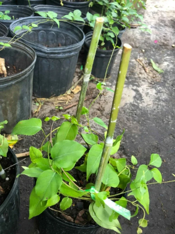 La Giang Sour Creeper Seeds - Edible Vietnamese Herb, Perennial, Climbing Habit - Image 4