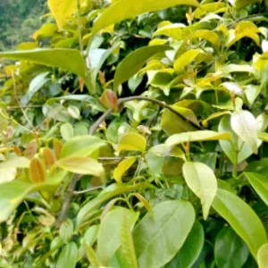 La Giang Sour Creeper Seeds - Edible Vietnamese Herb, Perennial, Climbing Habit - Image 1