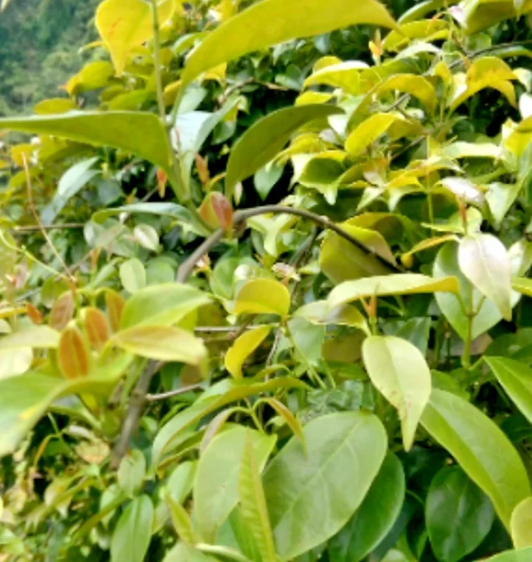 La Giang Sour Creeper Seeds - Edible Vietnamese Herb, Perennial, Climbing Habit - Image 1