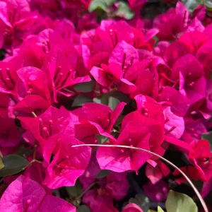 La Jolla Bougainvillea Live Plant – 1 ft Tall – 1 Gallon Pot – Outdoor Shrub - Image 1