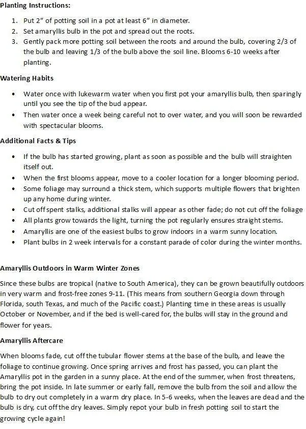 La Paz Amaryllis Bulb - Exotic Cybister - 26/+cm Bulb - Image 4