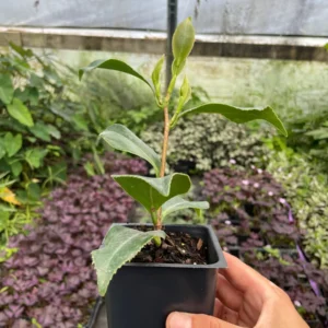 La Peppermint Camellia Live Plant - 4 inch Pot, Winter Blooming Shrub - Image 2