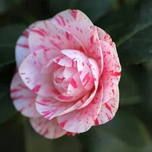 La Peppermint Camellia Live Plant - 4 inch Pot, Winter Blooming Shrub - Image 1