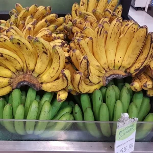 Lacatan Banana Plant - Musa Hybrid Live Fruit Tree, 7-12 inches tall, Zones 8-11 - Image 3