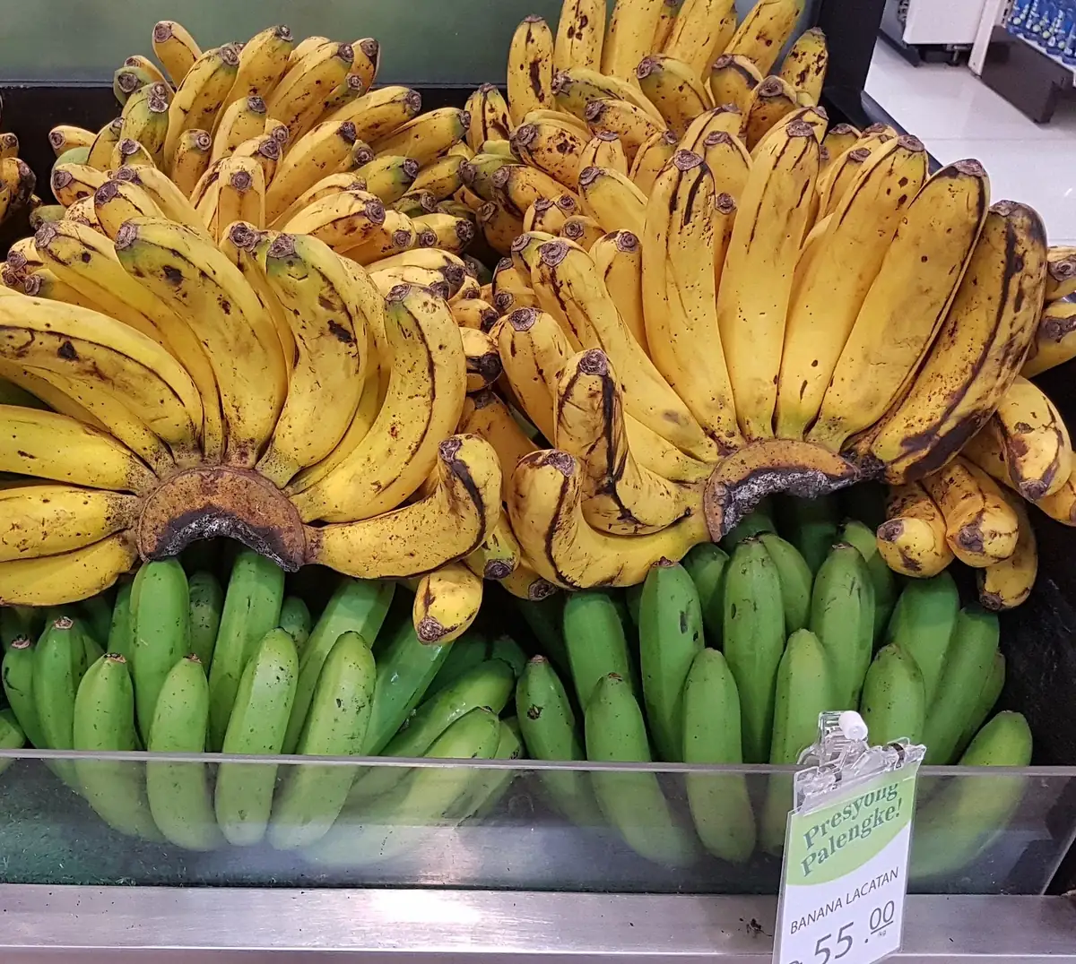 Lacatan Banana Plant - Musa Hybrid Live Fruit Tree, 7-12 inches tall, Zones 8-11 - Image 3