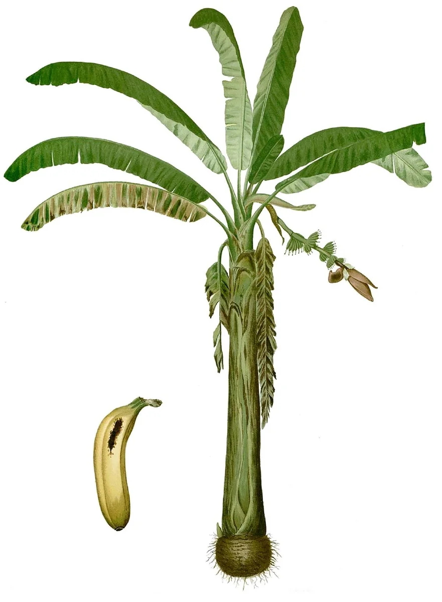 Lacatan Banana Plant - Musa Hybrid Live Fruit Tree, 7-12 inches tall, Zones 8-11 - Image 5