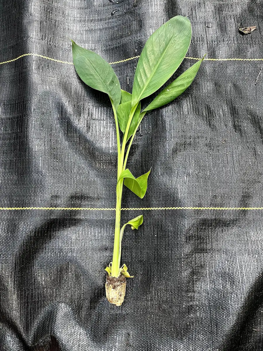 Lacatan Banana Plant - Musa Hybrid Live Fruit Tree, 7-12 inches tall, Zones 8-11 - Image 1