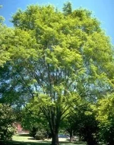 Lacebark Elm Bare Root Seedlings - 2-3 ft Tall, 2-Pack, Outdoor Tree - Image 2