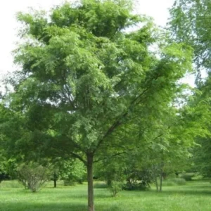 Lacebark Elm Bare Root Seedlings - 2-3 ft Tall, 2-Pack, Outdoor Tree - Image 1