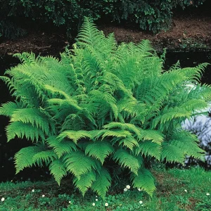 Lady Fern Bare Root Plant - Athyrium filix-femina - Shade & Wet Soils - Image 2