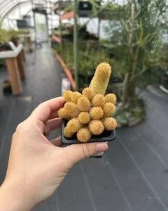 Lady Finger Cactus (Mammillaria elongata) Live Plant - 2.5 inch Potted Succulent - Image 1