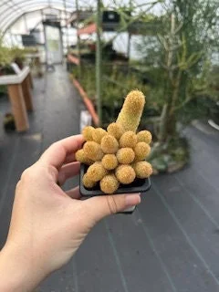 Lady Finger Cactus (Mammillaria elongata) Live Plant - 2.5 inch Potted Succulent - Image 1