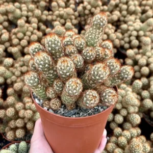 Ladyfinger Cactus Mammillaria Elongata Live Plant – 4-6 inch Pot – Indoor/Outdoor Succulent - Image 1