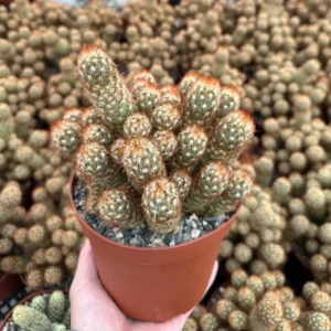 Ladyfinger Cactus Mammillaria Elongata Live Plant – 4-6 inch Pot – Indoor/Outdoor Succulent - Image 6