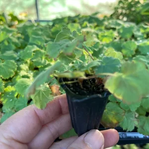 Lady's Mantle Live Plant – Alchemilla Thriller Perennial – 1 inch or 2.25 inch pot – Outdoor - Image 3