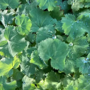Lady's Mantle Live Plant – Alchemilla Thriller Perennial – 1 inch or 2.25 inch pot – Outdoor - Image 1