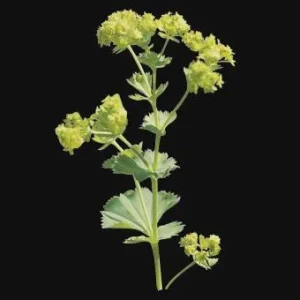 Lady's Mantle Live Plant – Alchemilla Thriller Perennial – 1 inch or 2.25 inch pot – Outdoor - Image 4