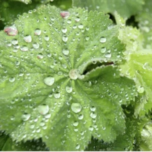 Lady's Mantle Live Plant – Alchemilla Thriller Perennial – 1 inch or 2.25 inch pot – Outdoor - Image 5