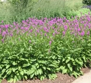 Lamb's Ear Hummelo Live Plant – 3.5 inch Container – Rosy-Lavender Flowers - Image 1