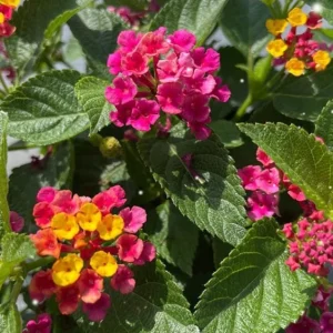 Lantana Anne Marie Live Plant – Set of 2, 4-6