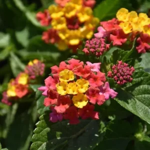 Lantana Anne Marie Live Plant – Set of 2, 4-6