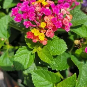 Lantana Anne Marie Live Plant – Set of 2, 4-6