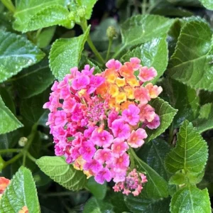 Lantana Anne Marie Live Plant – Set of 2, 4-6