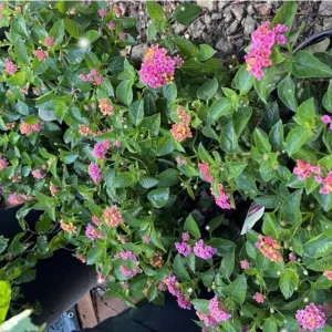 Lantana Anne Marie Live Plant – Set of 2, 4-6